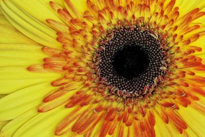 Premium Photographic Print, , small