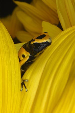 Premium Photographic Print, , small
