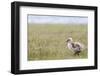 Argentina, Patagonia, South America. An Upland Goose gosling walking.-Karen Ann Sullivan-Framed Photographic Print