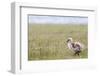 Argentina, Patagonia, South America. An Upland Goose gosling walking.-Karen Ann Sullivan-Framed Photographic Print