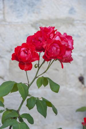 Premium Photographic Print, , small