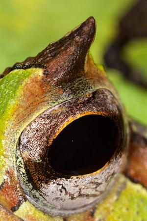 Premium Photographic Print, , small