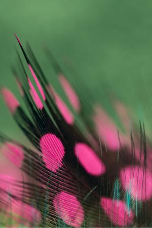 Premium Photographic Print, , small