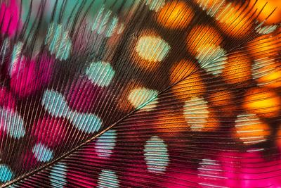 Premium Photographic Print, , small