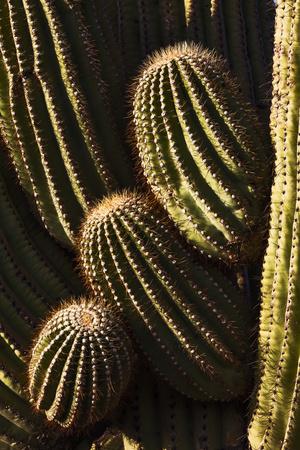 Premium Photographic Print, , small