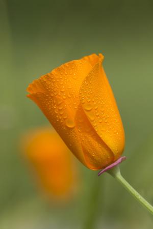 Premium Photographic Print, , small