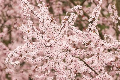 Photographic Print, , small