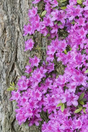 Premium Photographic Print, , small