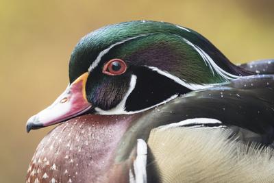 Photographic Print, , small