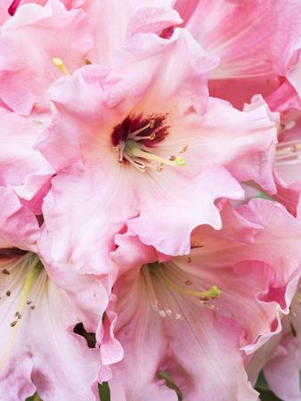 Photographic Print, , small