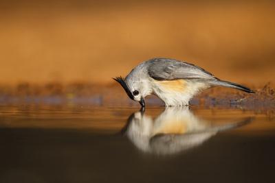 Premium Photographic Print, , small