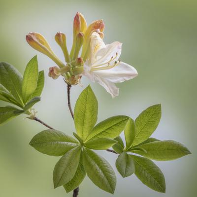 Premium Photographic Print, , small