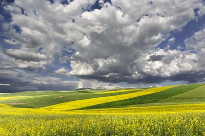 Photographic Print, , small