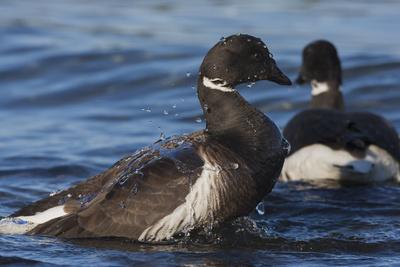 Photographic Print, , small