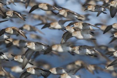 Photographic Print, , small