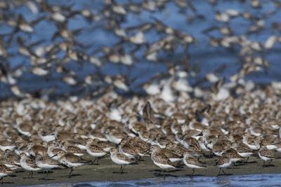 Photographic Print, , small