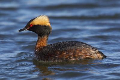 Photographic Print, , small