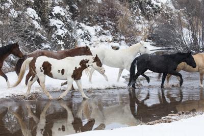 Photographic Print, , small