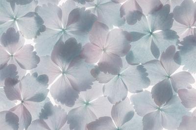 Photographic Print, , small