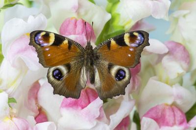 Premium Photographic Print, , small