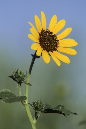 Premium Photographic Print, , small