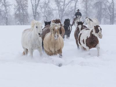 Photographic Print, , small