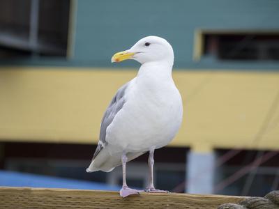 Photographic Print, , small