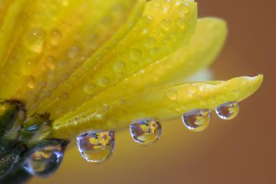 Photographic Print, , small