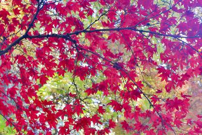 Photographic Print, , small