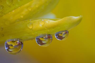Premium Photographic Print, , small