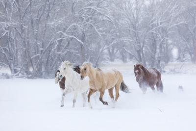 Photographic Print, , small