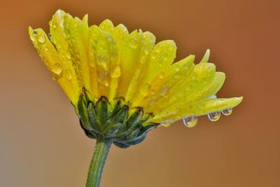 Premium Photographic Print, , small