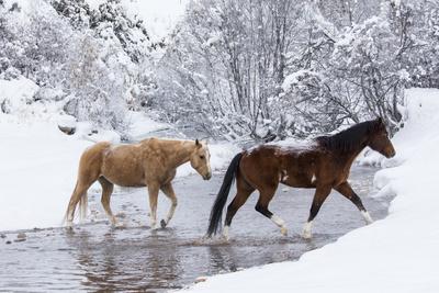 Photographic Print, , small