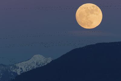 Photographic Print, , small