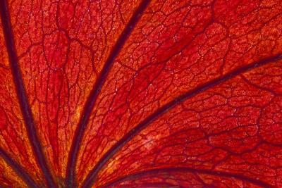 Premium Photographic Print, , small