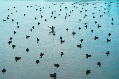 Photographic Print, , small