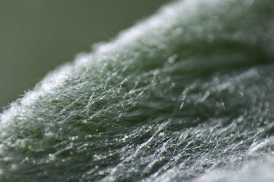 Photographic Print, , small
