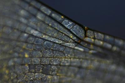 Photographic Print, , small