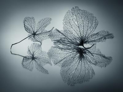 Photographic Print, , small