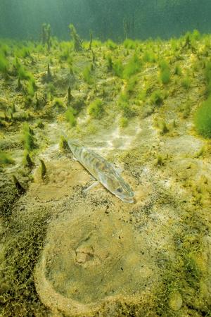 Photographic Print, , small