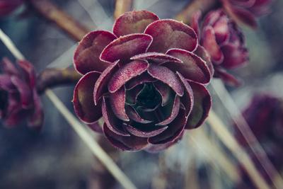 Photographic Print, , small