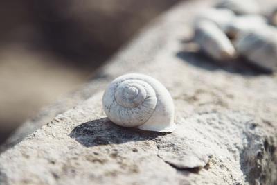 Photographic Print, , small