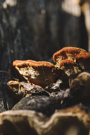 Photographic Print, , small