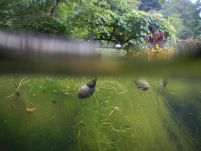 Photographic Print, , small