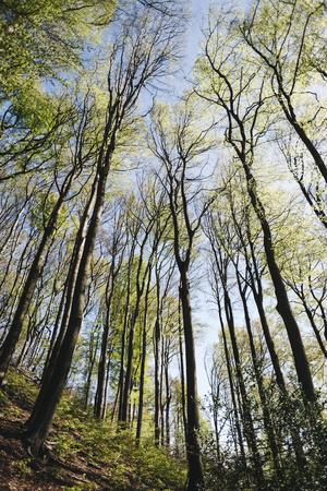 Photographic Print, , small