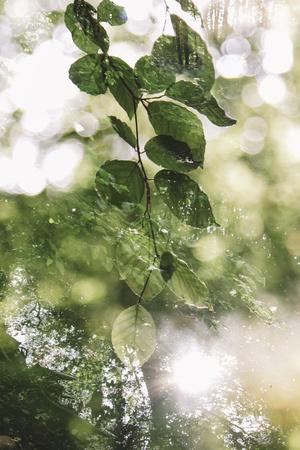 Photographic Print, , small