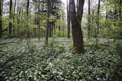 Photographic Print, , small