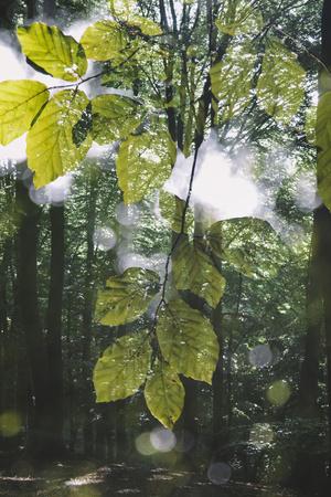 Photographic Print, , small