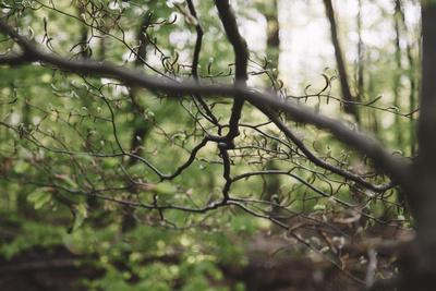 Photographic Print, , small