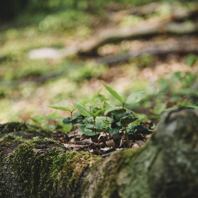 Photographic Print, , small